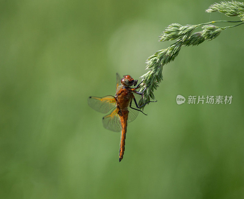 稀有的追逐蜻蜓(Libellula fulva)张开翅膀在阳光下的植被上休息